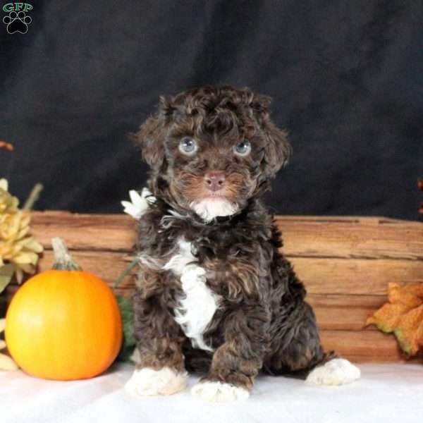 Logan, Toy Poodle Puppy