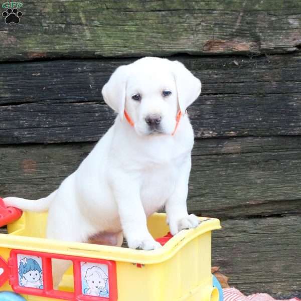 Loki, Yellow Labrador Retriever Puppy