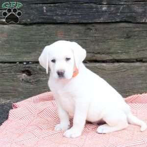 Loki, Yellow Labrador Retriever Puppy