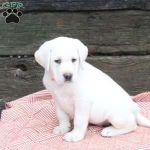 Loki, Yellow Labrador Retriever Puppy