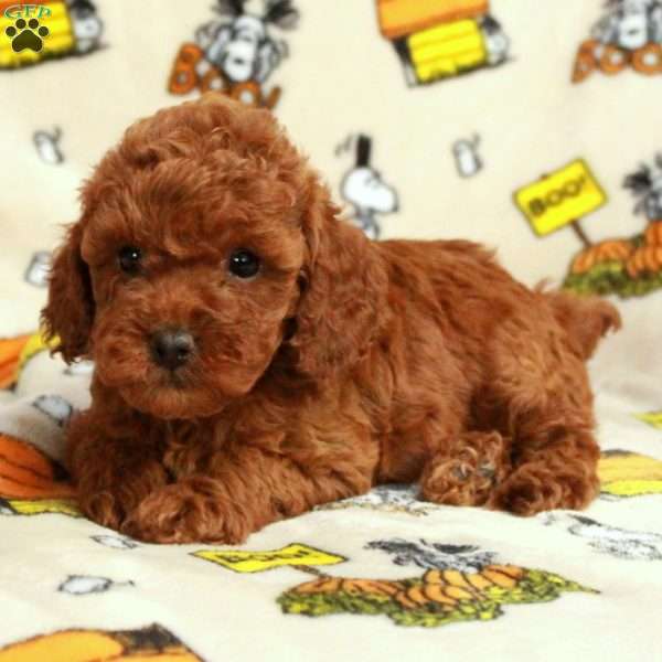 Lolly, Miniature Poodle Puppy