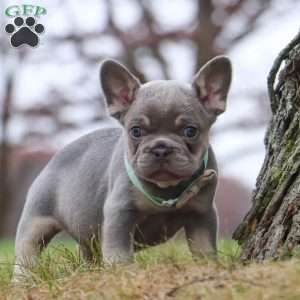 Lonnie, French Bulldog Puppy