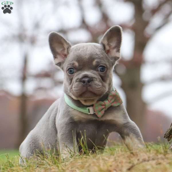 Lonnie, French Bulldog Puppy