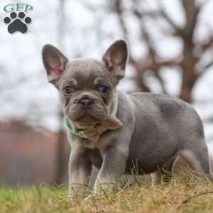 Lonnie, French Bulldog Puppy