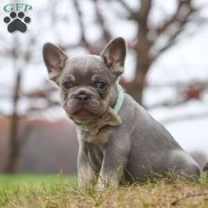 Lonnie, French Bulldog Puppy