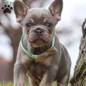 Lonnie, French Bulldog Puppy