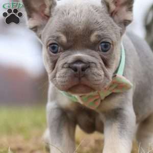 Lonnie, French Bulldog Puppy