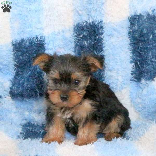 Lonnie, Yorkie Puppy