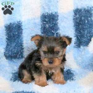 Lonnie, Yorkie Puppy