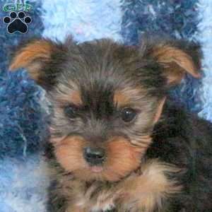 Lonnie, Yorkie Puppy