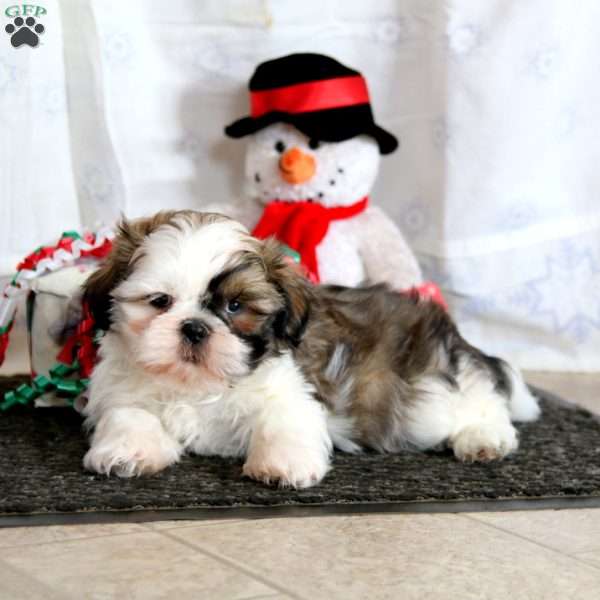 Lonnie, Shih Tzu Puppy