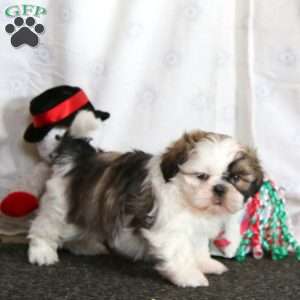 Lonnie, Shih Tzu Puppy