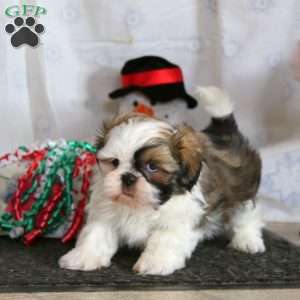 Lonnie, Shih Tzu Puppy