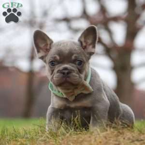 Lonnie, French Bulldog Puppy