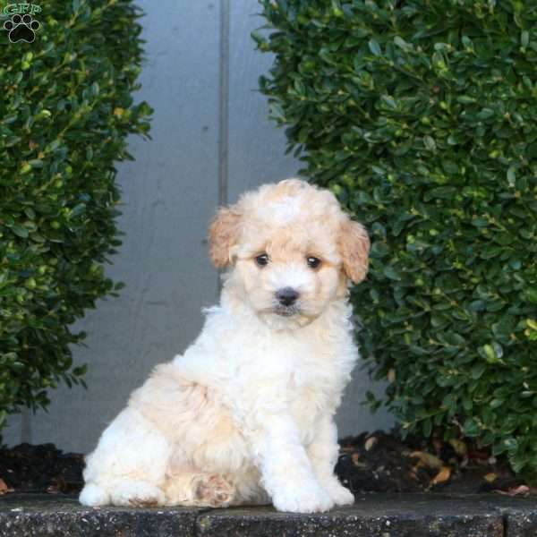 Lottie, Mini Goldendoodle Puppy