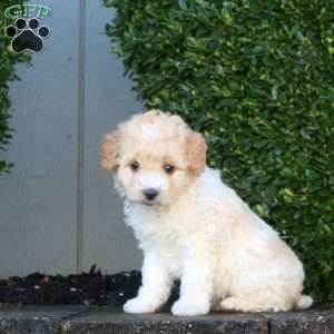 Lottie, Mini Goldendoodle Puppy