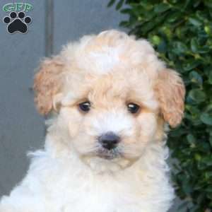 Lottie, Mini Goldendoodle Puppy