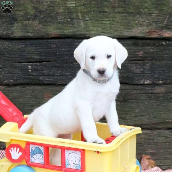 Louie, Yellow Labrador Retriever Puppy