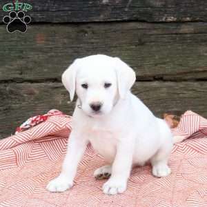 Louie, Yellow Labrador Retriever Puppy