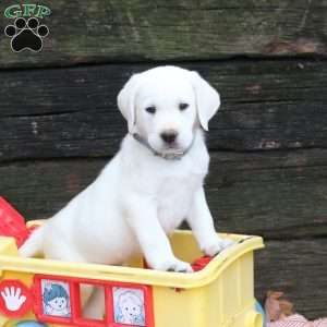 Louie, Yellow Labrador Retriever Puppy