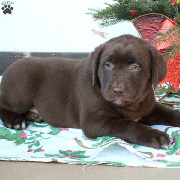 Love, Chocolate Labrador Retriever Puppy