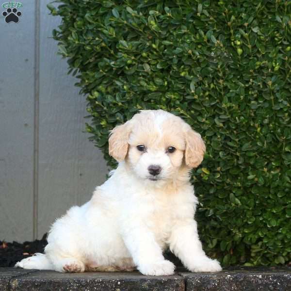 Love, Mini Goldendoodle Puppy