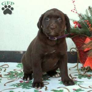 Love, Chocolate Labrador Retriever Puppy