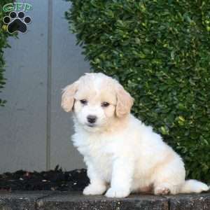 Love, Mini Goldendoodle Puppy