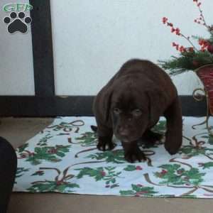 Love, Chocolate Labrador Retriever Puppy