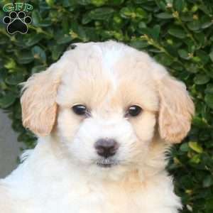 Love, Mini Goldendoodle Puppy