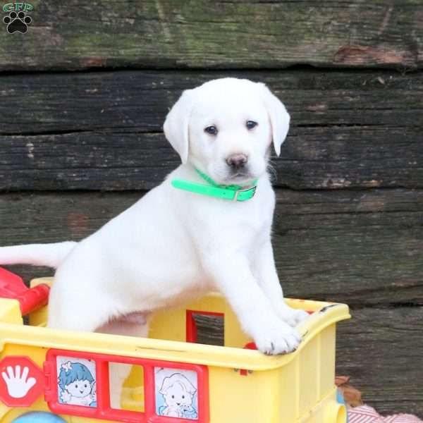 Luca, Yellow Labrador Retriever Puppy