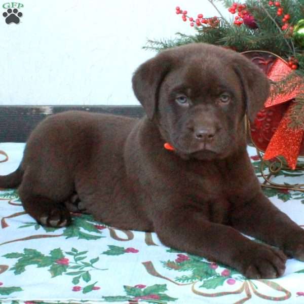 Luca, Chocolate Labrador Retriever Puppy