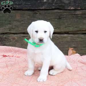 Luca, Yellow Labrador Retriever Puppy