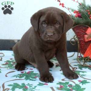 Luca, Chocolate Labrador Retriever Puppy