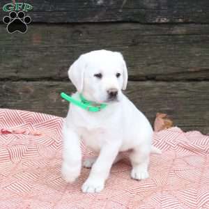 Luca, Yellow Labrador Retriever Puppy