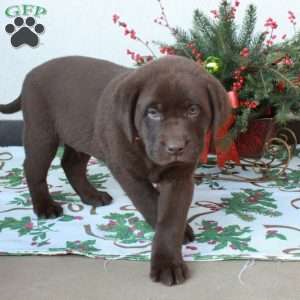 Luca, Chocolate Labrador Retriever Puppy