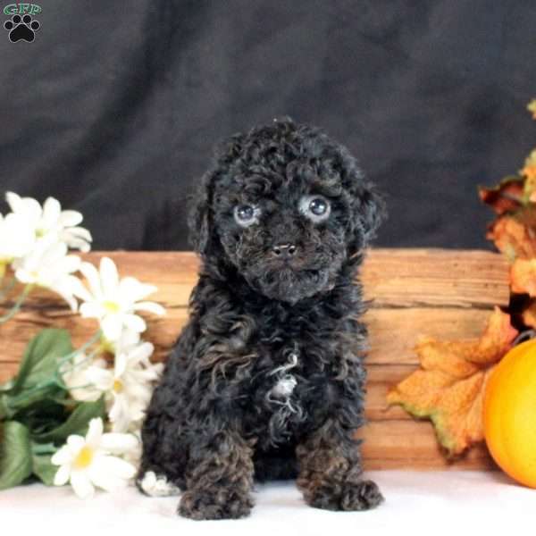 Luca, Toy Poodle Puppy