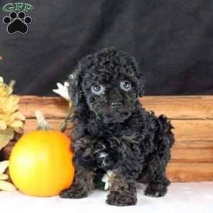 Luca, Toy Poodle Puppy