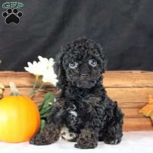 Luca, Toy Poodle Puppy