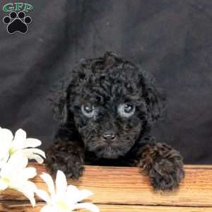 Luca, Toy Poodle Puppy