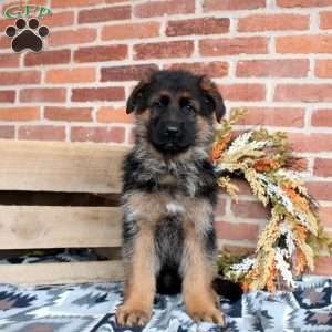 Lucas, German Shepherd Puppy