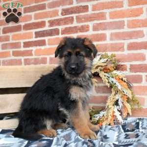 Lucas, German Shepherd Puppy