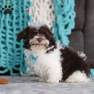 Lucky, Havanese Puppy