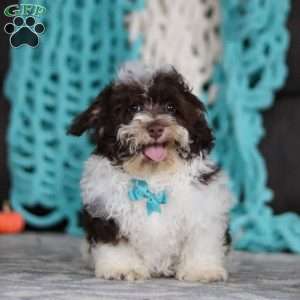 Lucky, Havanese Puppy