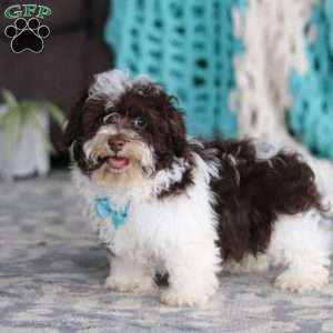 Lucky, Havanese Puppy