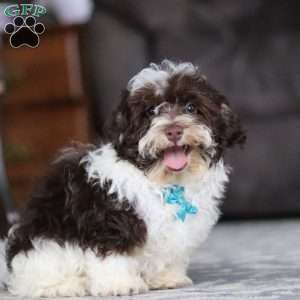 Lucky, Havanese Puppy