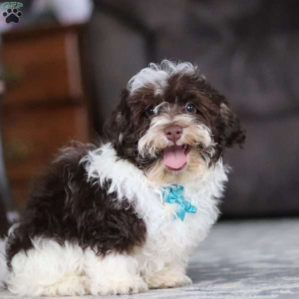 Lucky, Havanese Puppy