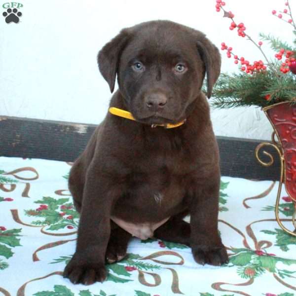 Lucky, Chocolate Labrador Retriever Puppy