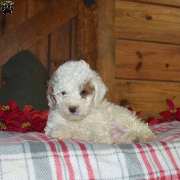 Lucky, Miniature Poodle Puppy