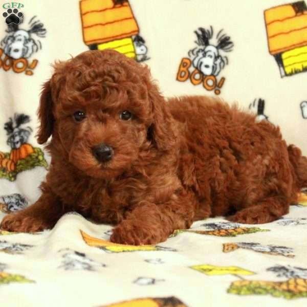 Lucky, Miniature Poodle Puppy